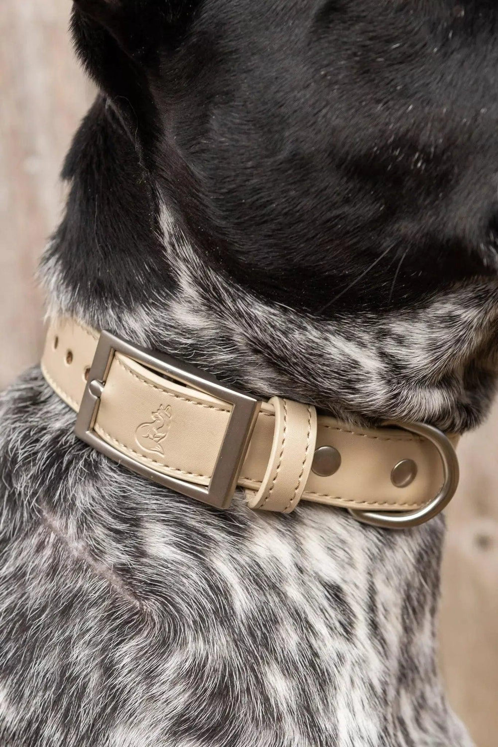 Champagne Fizz Vegan Leather Dog Collar Collar