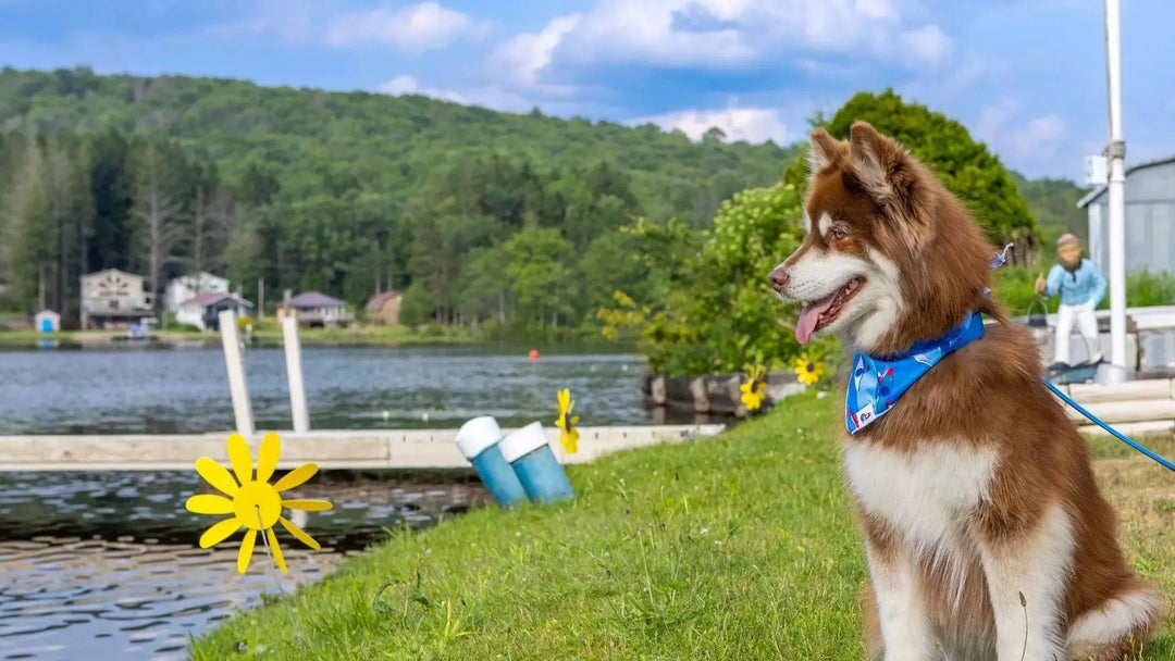 Dockside Doggy Adventures - Dog