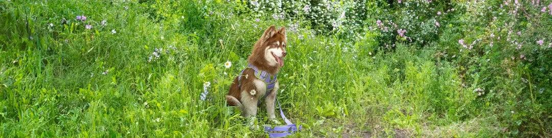 Lavender Garden Paw-ty - Dog