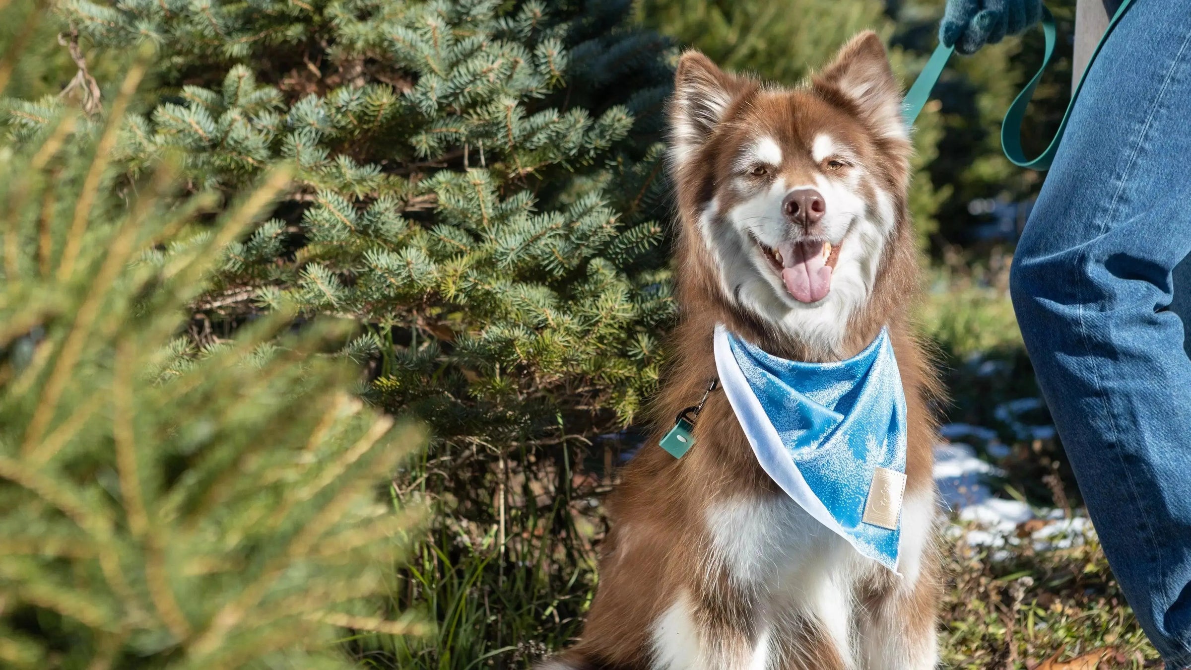 Siberian Spruce - Dog