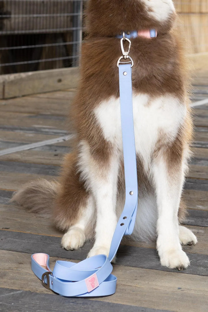 Blue Sky Orchid Waterproof Leash - Aria the Fox