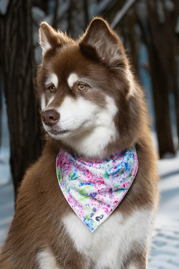 Hydrangea Haven Dog Bandana - Aria the Fox