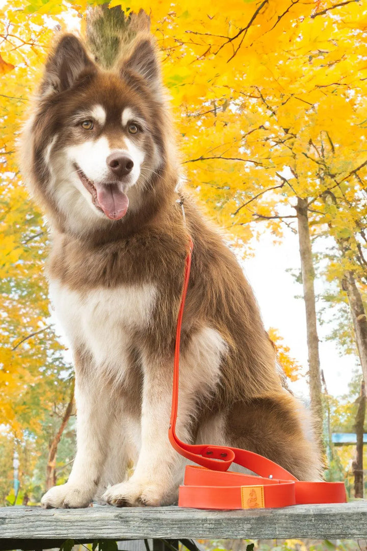 Scarlet Peaks Waterproof Leash - Aria the Fox