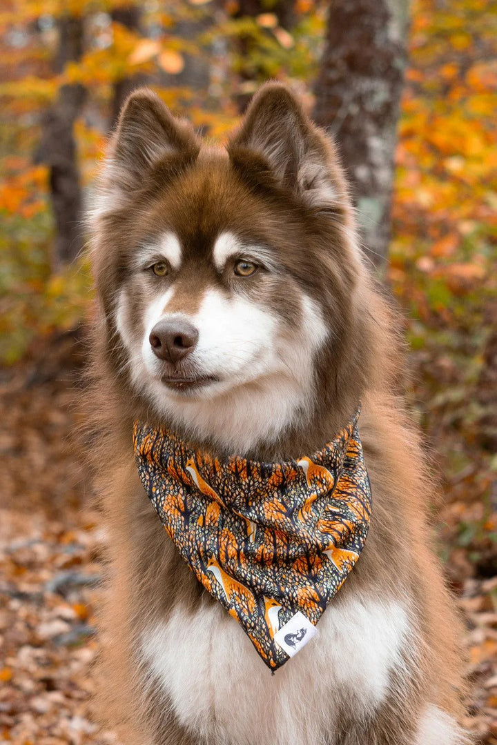 Foxes in Fall Dog Bandana - Aria the Fox