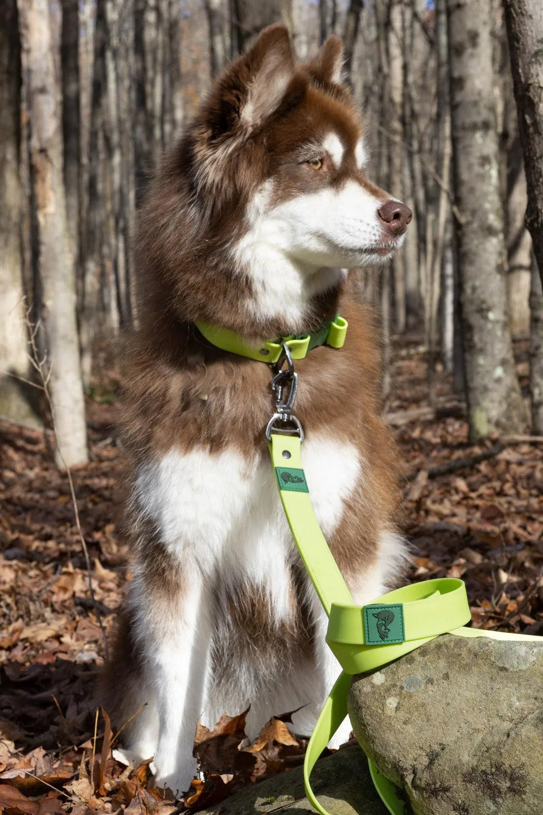 Mossy Pine Waterproof Leash - Aria the Fox