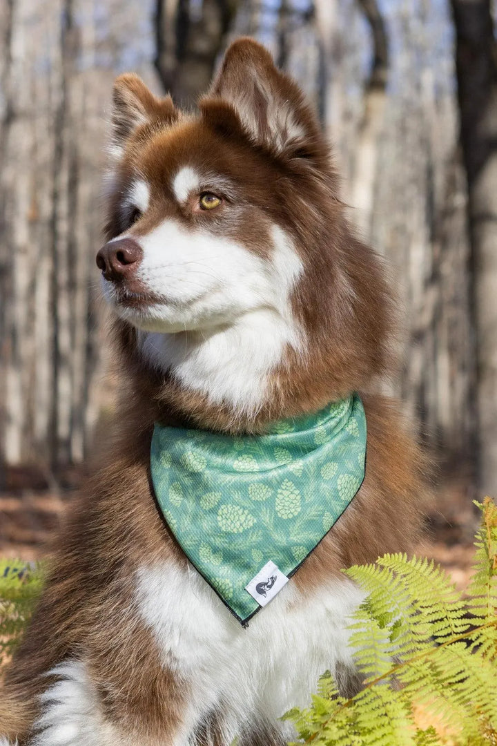 Pine Cone Pup Bandana - Aria the Fox