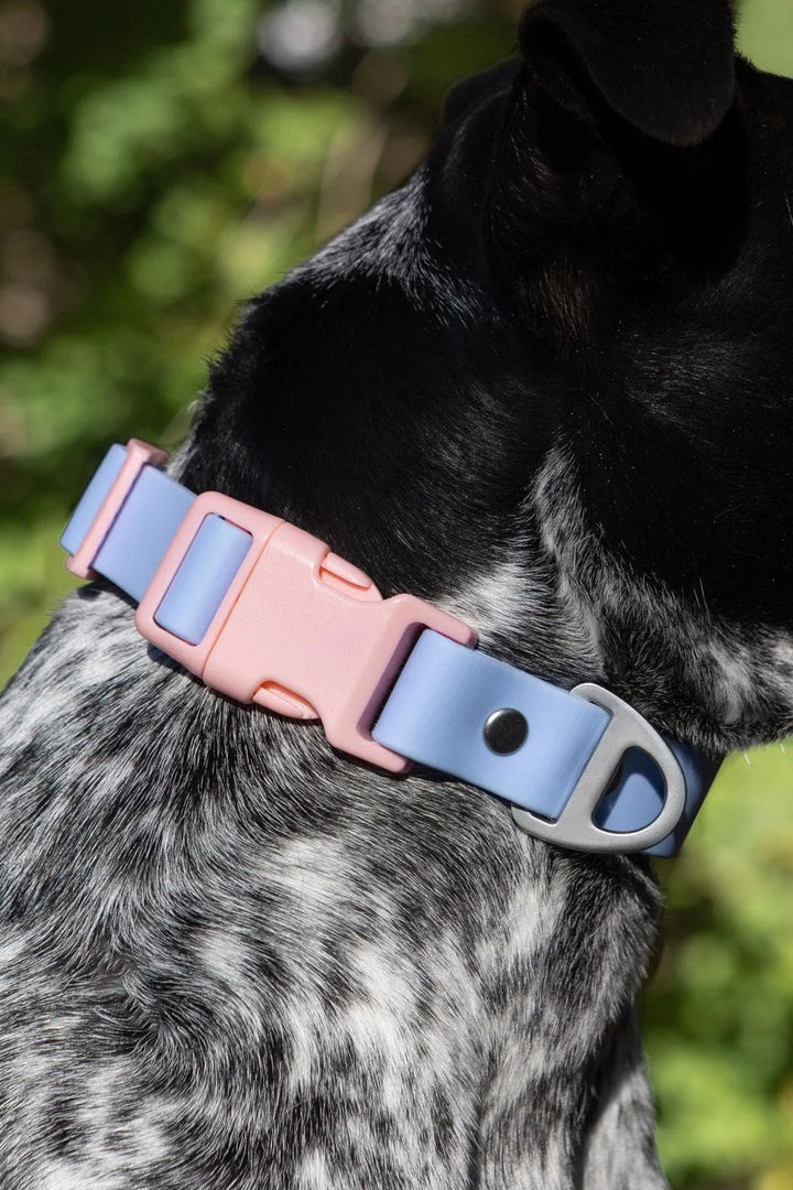 Blue Sky Orchid Waterproof Dog Collar - Aria the Fox