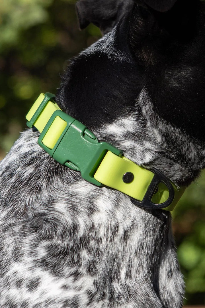 Mossy Pine Waterproof Dog Collar - Aria the Fox