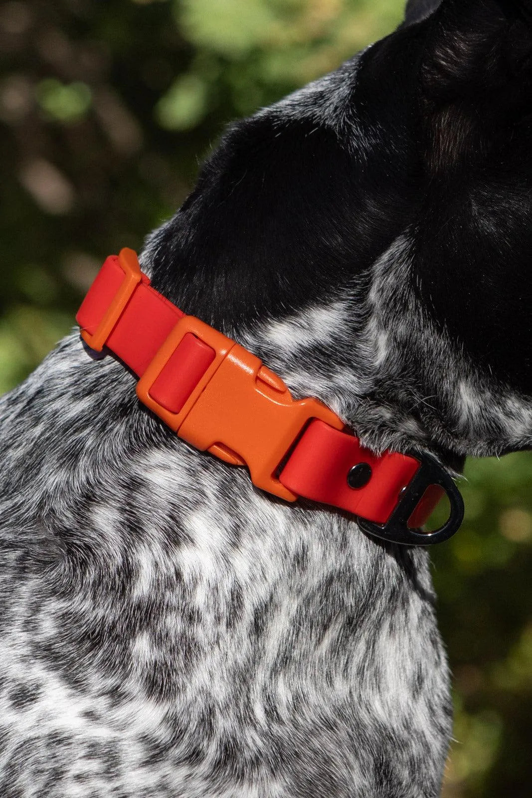 Scarlet Peaks Waterproof Dog Collar - Aria the Fox