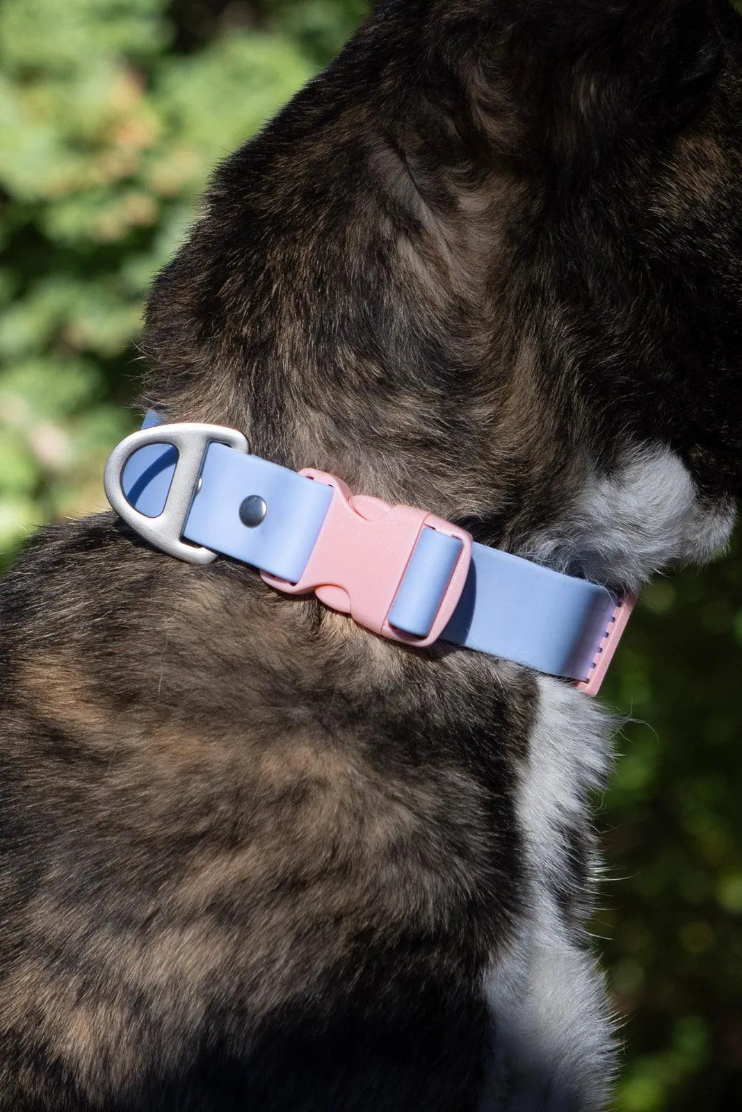 Blue Sky Orchid Waterproof Dog Collar - Aria the Fox