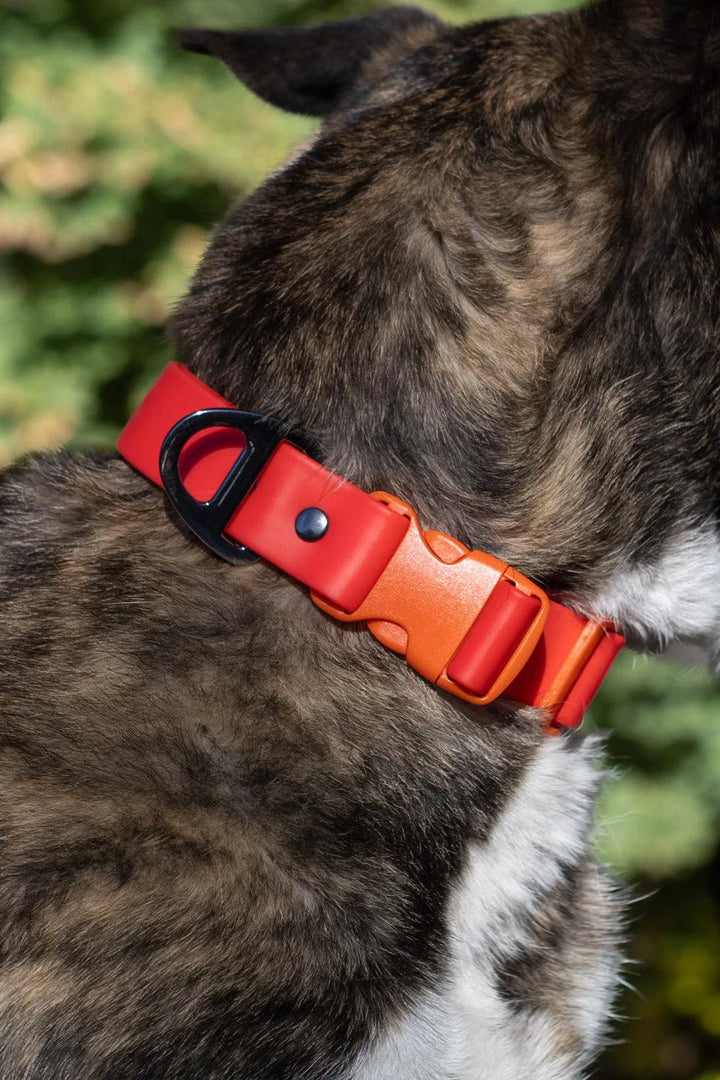 Scarlet Peaks Waterproof Dog Collar - Aria the Fox