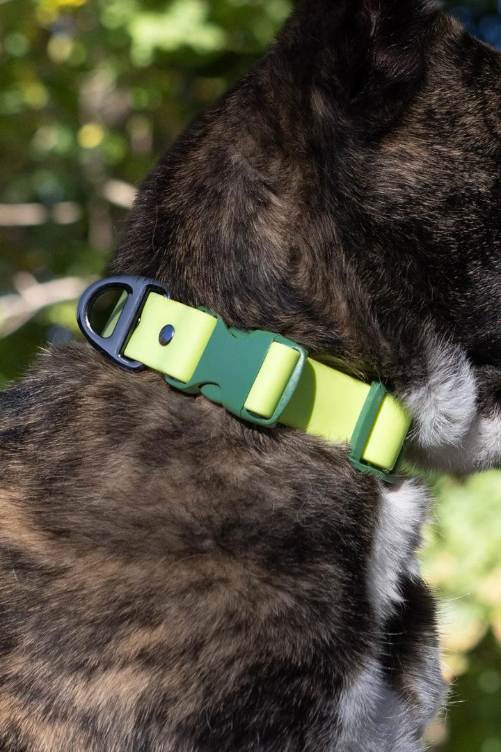 Mossy Pine Waterproof Dog Collar - Aria the Fox