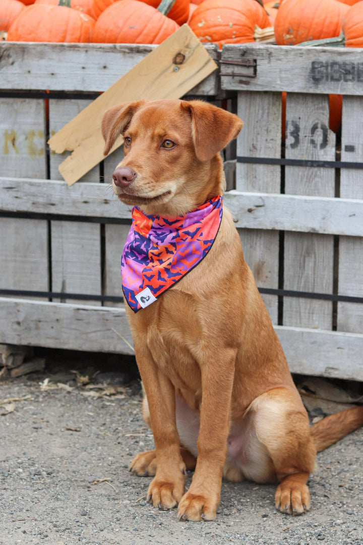 Spooky Bat Squares Dog Bandana - Aria the Fox