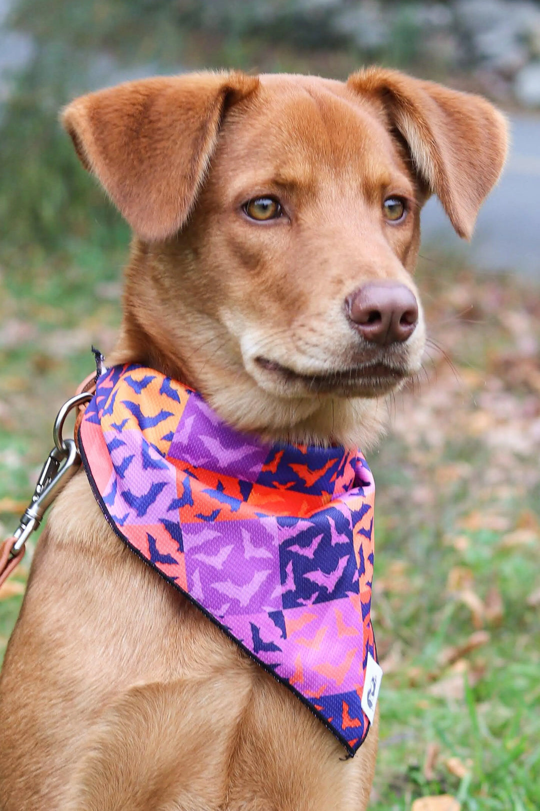 Spooky Bat Squares Dog Bandana - Aria the Fox