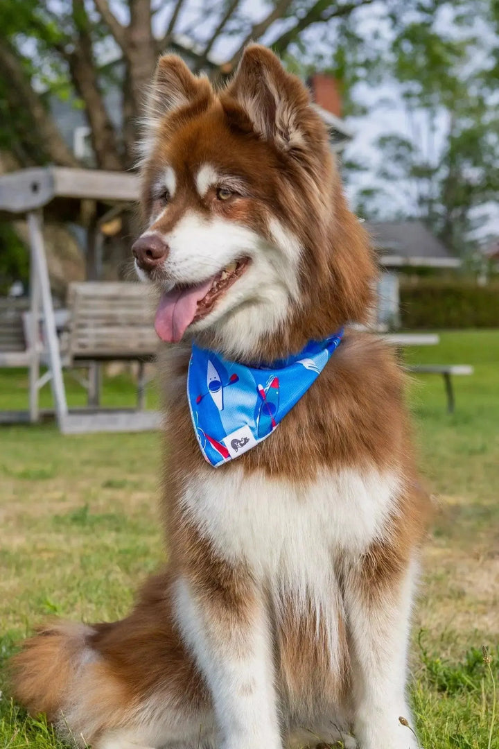 K9 Kayak Bandana bandana