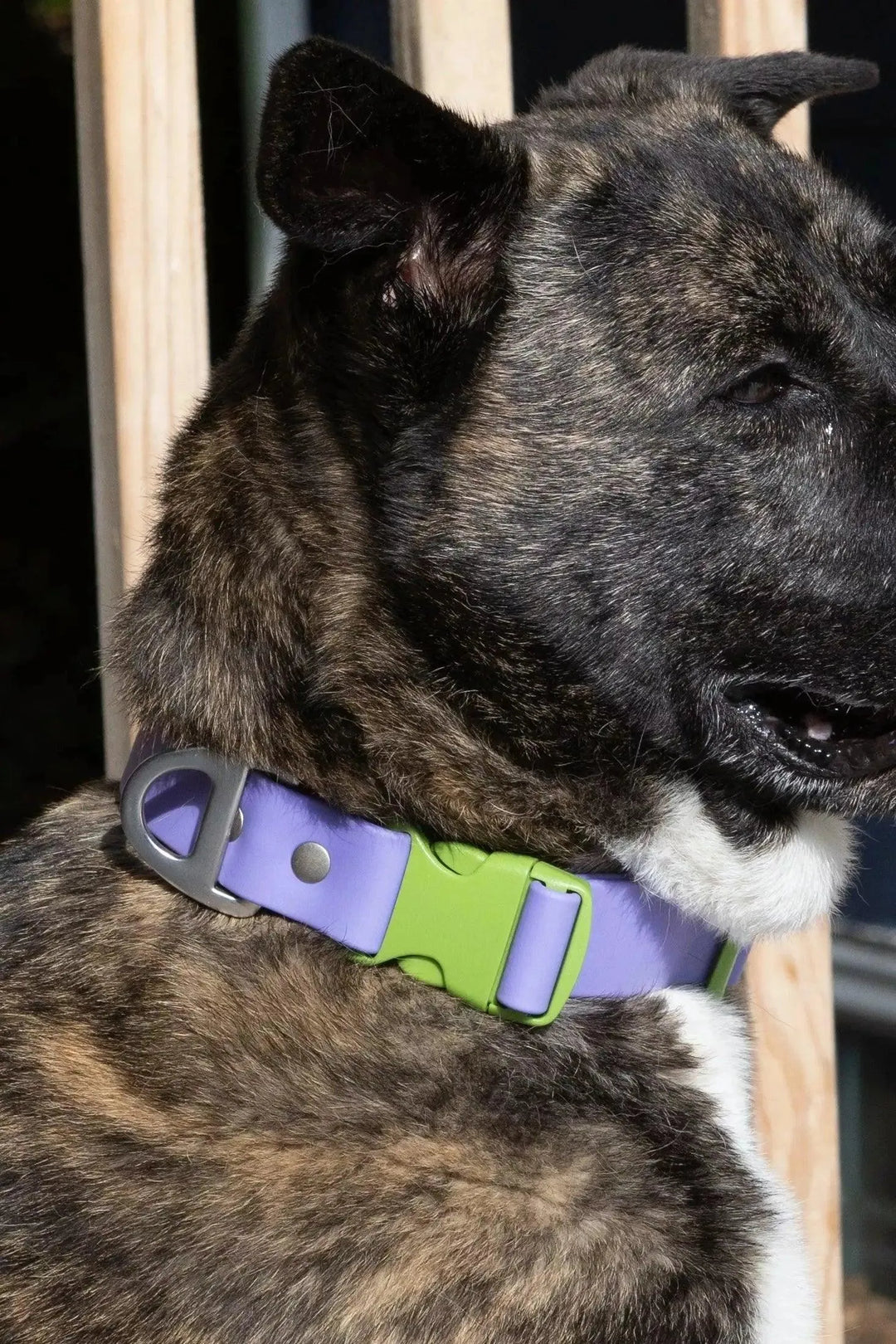 Lavender Garden Waterproof Collar Collar