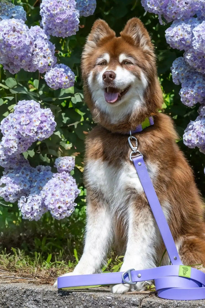 Lavender Garden Waterproof Leash Leash