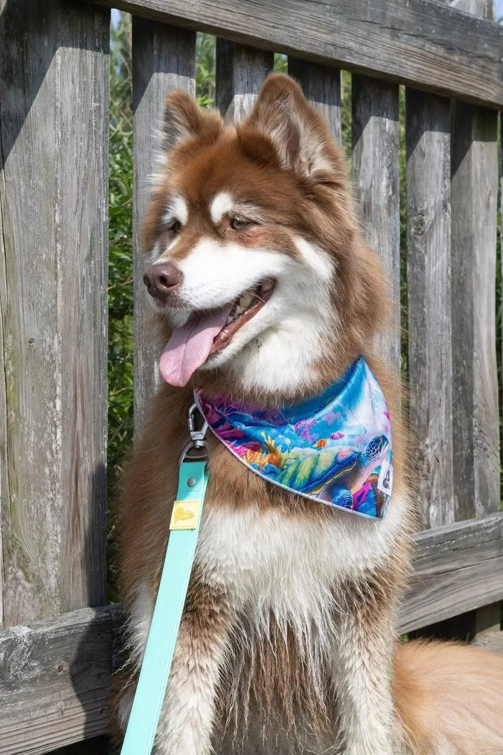 Sea Turtle Swim Bandana bandana