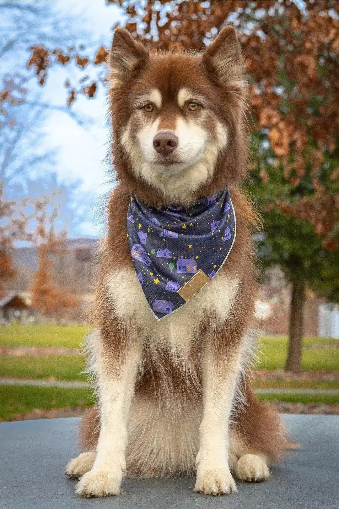 Starry Embrace Bandana bandana