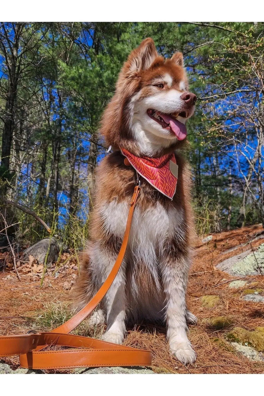 Twilight Trails Bandana bandana