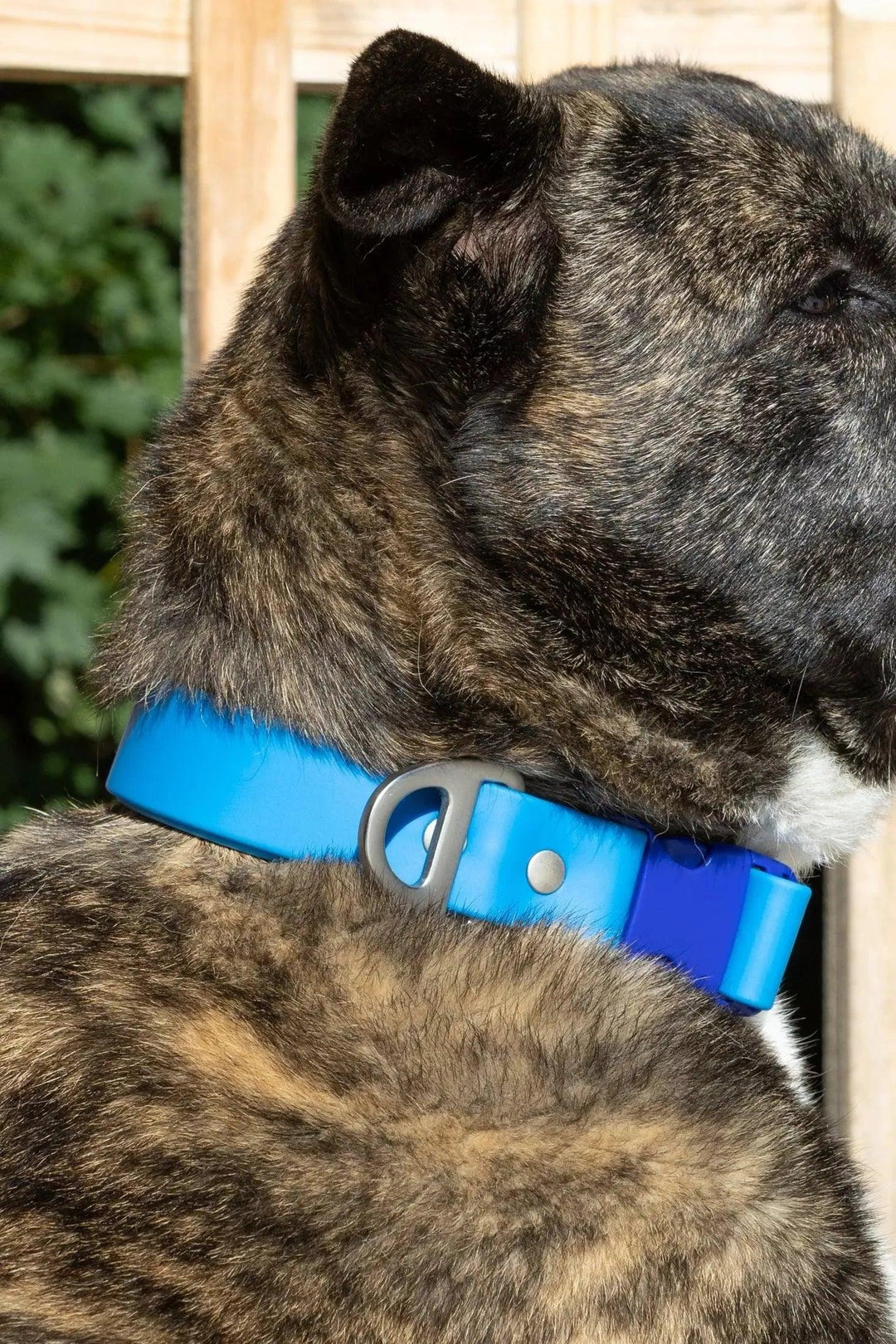 Dockside Adventures Waterproof Collar Collar