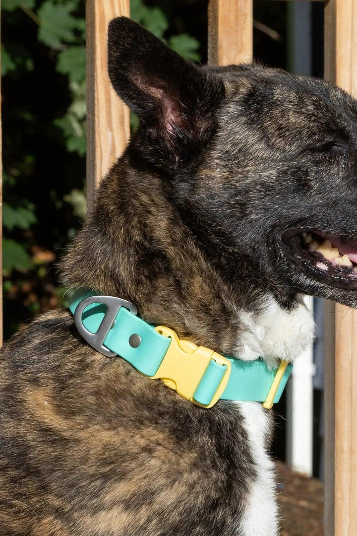 Island Vibes Waterproof Collar Collar