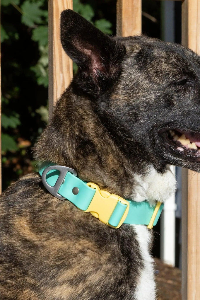 Durable Waterproof Dog Collar (Fox) | Bluewater Dog Xs