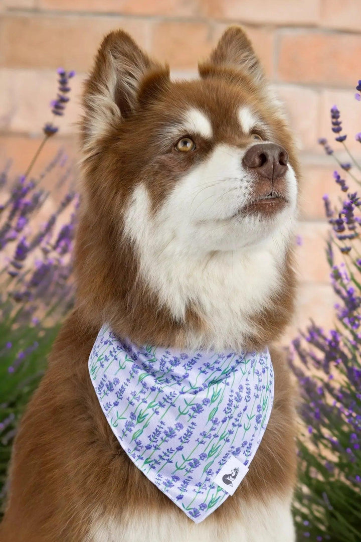 Lavender Blooms Bandana bandana