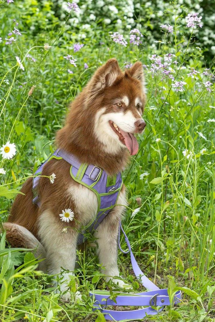 Lavender Garden Ultimate Harness Harness