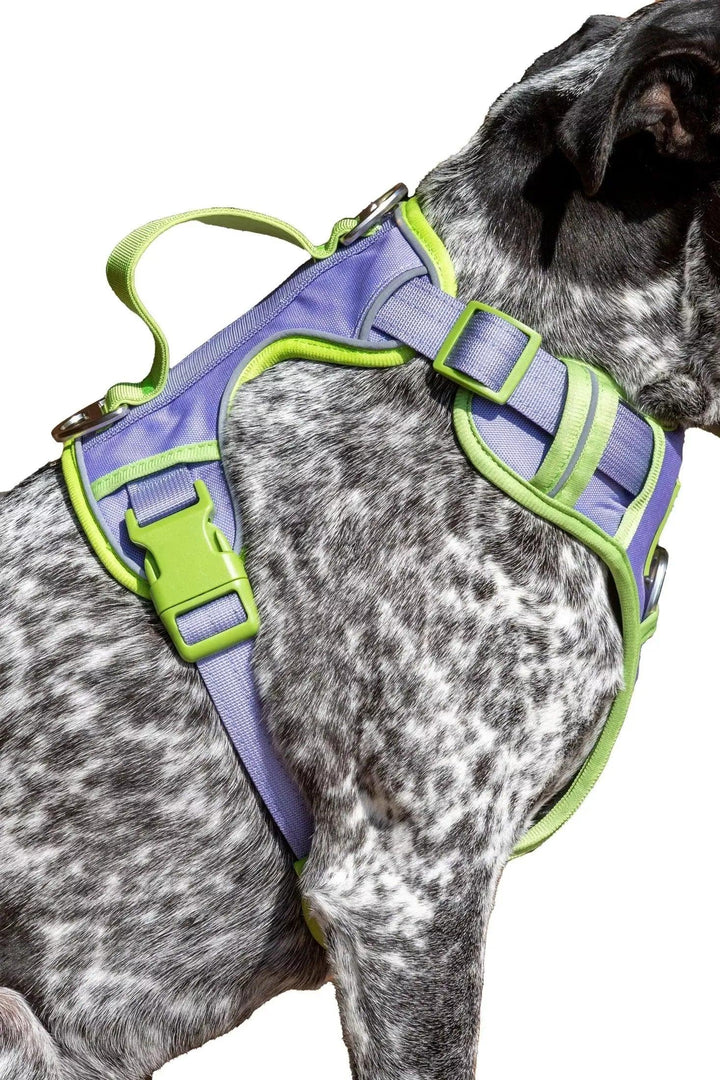 Lavender Garden Ultimate Harness Harness