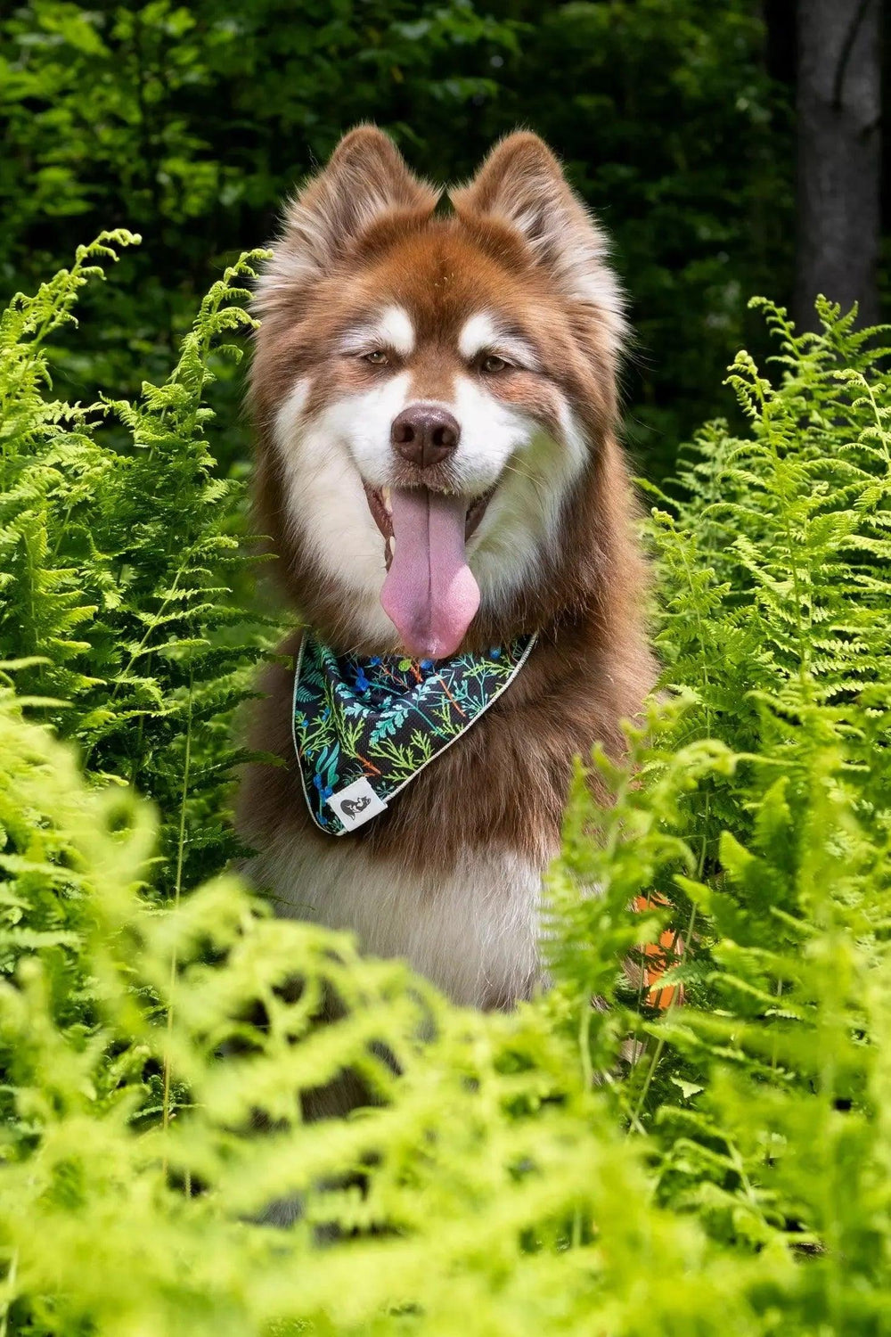 Magical Fern Forest Bandana bandana