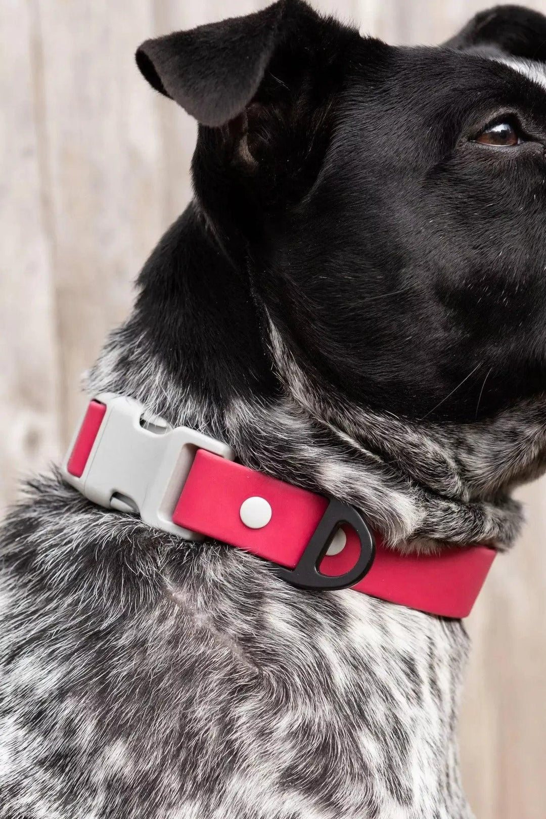 Red Mountain Syrah Waterproof Dog Collar Collar