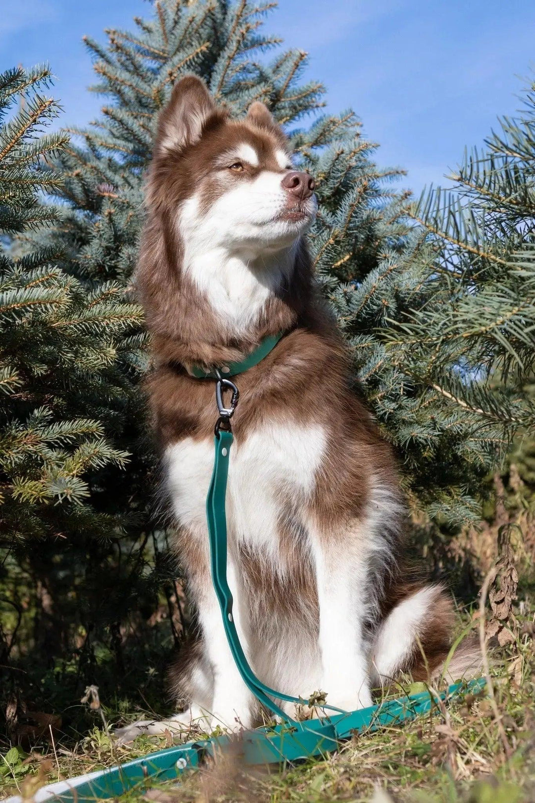 Siberian Spruce Waterproof Leash Leash