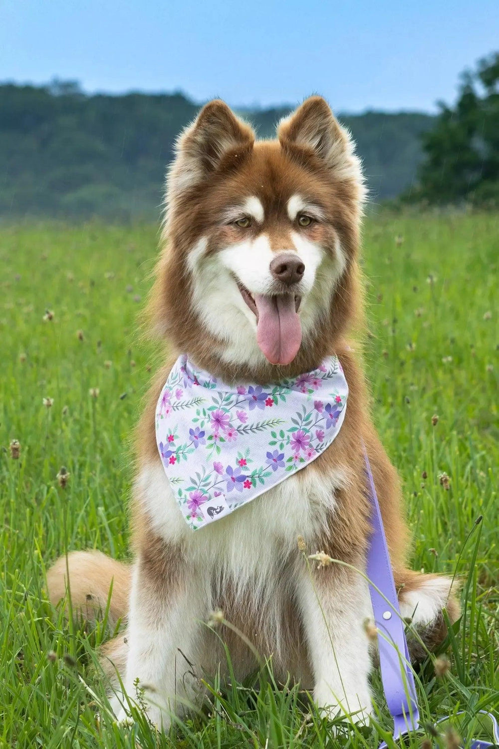 Wildflower Meadow Bandana bandana